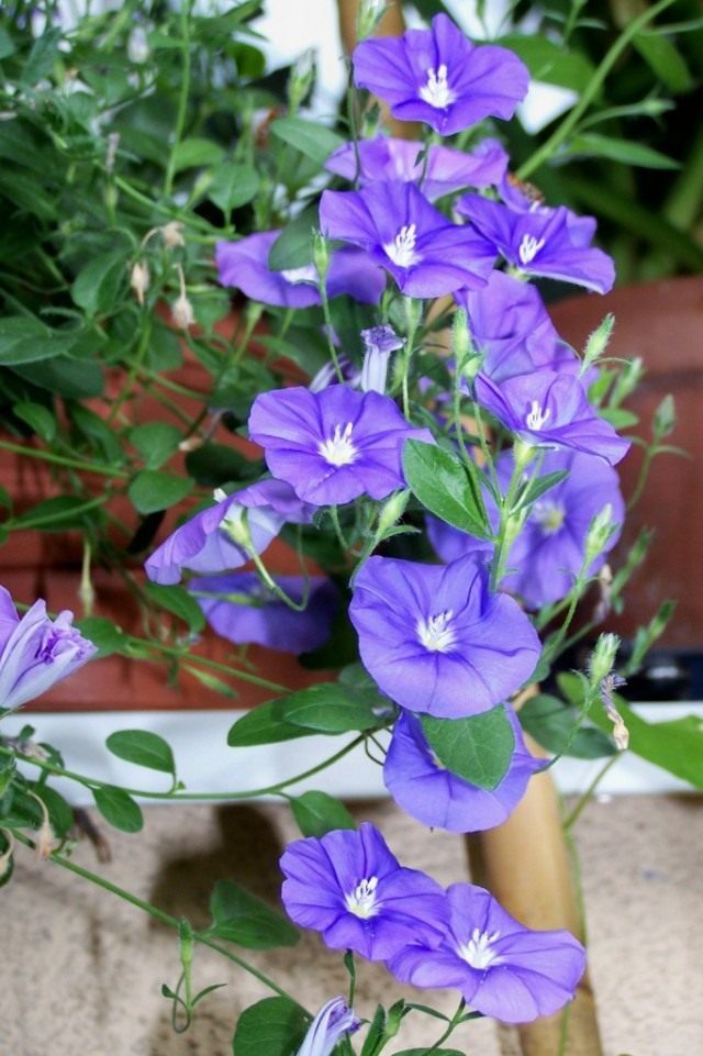 Вьюнок мавританский (Convolvulus sabatius) Вьюнок мавританский (Convolvulus sabatius)