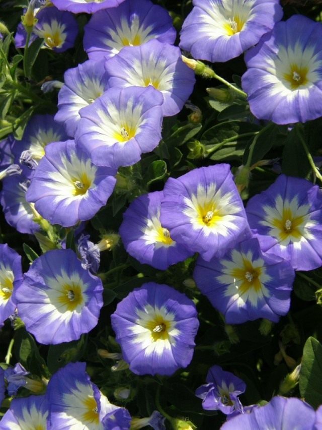 Вьюнок трехцветный (Convolvulus tricolor) Вьюнок трехцветный (Convolvulus tricolor)