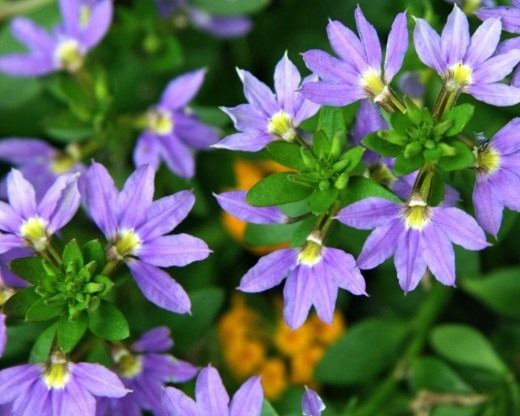 Сцевола приятная (Scaevola aemula)