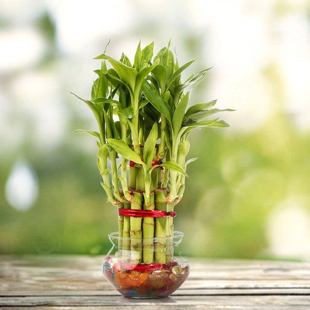 Драцена Сандера (Dracaena braunii syn. Dracaena sanderiana) Драцена Сандера (Dracaena braunii syn. Dracaena sanderiana)