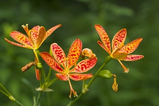 Ирис доместика (домашний) (Iris domestica), или Беламканда китайская (Belamcanda chinensis)