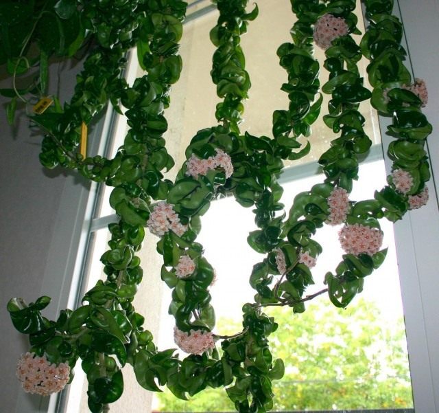 Хойя компактная (Hoya compacta) Хойя компактная (Hoya compacta)