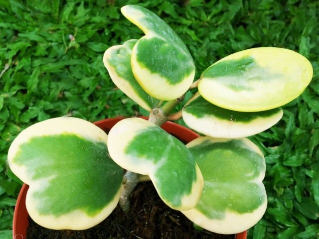 Хойя Керра пёстролистная (Hoya Kerrii variegata) Хойя Керра пёстролистная (Hoya Kerrii variegata)