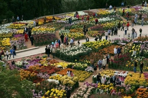 Фотография с «Бала хризантем» в Никитском ботаническом саду