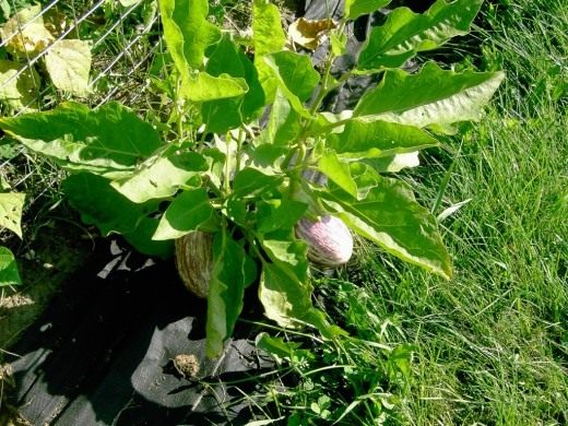 Выращивание баклажана в открытом грунте