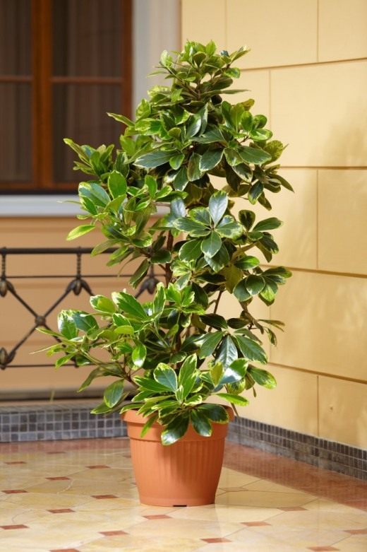 Карака, коринокарпус гладкий, новозеландский лавр (Corynocarpus laevigatus) Карака, коринокарпус гладкий, новозеландский лавр (Corynocarpus laevigatus)