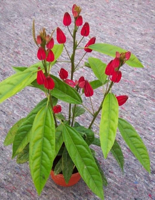 Павония многоцветковая (Pavonia multiflora)