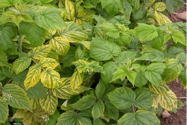чего не хватает малине узнать по листьям. chlorose. чего не хватает малине узнать по листьям фото. чего не хватает малине узнать по листьям-chlorose. картинка чего не хватает малине узнать по листьям. картинка chlorose. Классическая схема подкормок малины представляет собой совмещение минеральных и органических удобрений. Первые из них вносят преимущественно весной, из расчета 10 г аммиачной селитры или 7 — 8 г мочевины на 1 кв. метр, вторые осенью, в виде золы (100 г на кв. м), торфа (4 кг на кв. м), компоста (от 2,5 кг на кв. м) или навоза (5 ведер на кв.м).