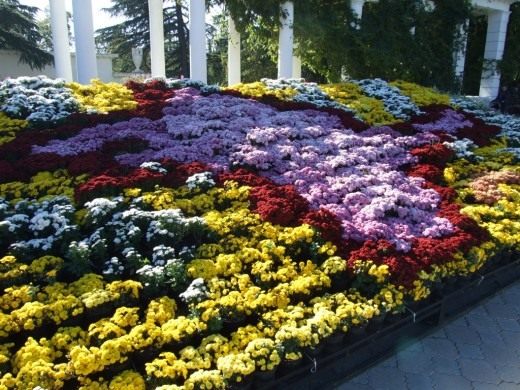 Композиция из хризантем на ежегодной выставке «Бал хризантем» в Никитском ботаническом саду
