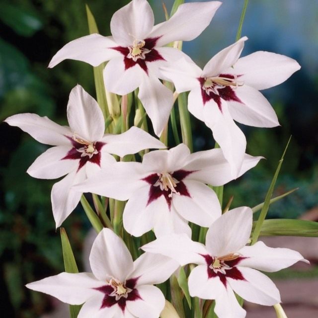 Гладиолус Мюриэл (Gladiolus murielaу), синоним Ацидантера двухцветная (Acidanthera bicolor) Гладиолус Мюриэл (Gladiolus murielaу), синоним Ацидантера двухцветная (Acidanthera bicolor)