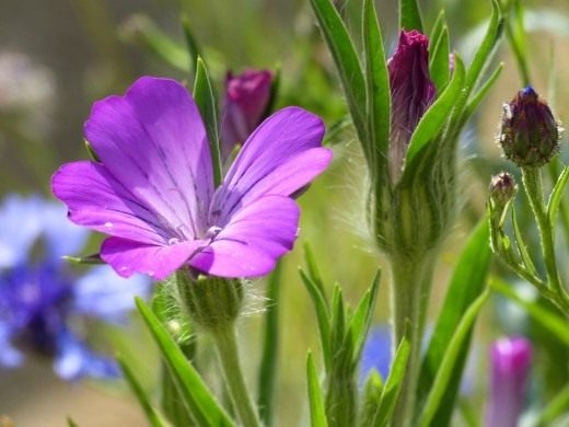 Куколь обыкновенный, или Куколь посевной, или Агростемма обыкновенная (Agrostemma githago)