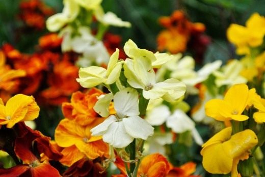 Лакфиоль, желтофиоль или желтушник Чери "Orange bedder" (Erysimum cheiri) Лакфиоль, желтофиоль или желтушник Чери "Orange bedder" (Erysimum cheiri)