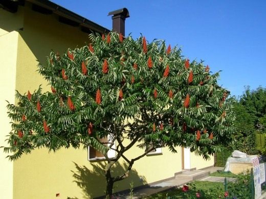Сумах оленерогий, или Сумах пушистый, Уксусное дерево (Rhus typhina)