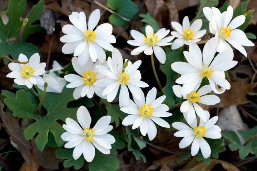 Сангвинария канадская (Sanguinaria canadensis) Сангвинария канадская (Sanguinaria canadensis)