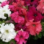 Фриллитунии (frillytunia) разновидность петунии гибридной (petunia hybrida)