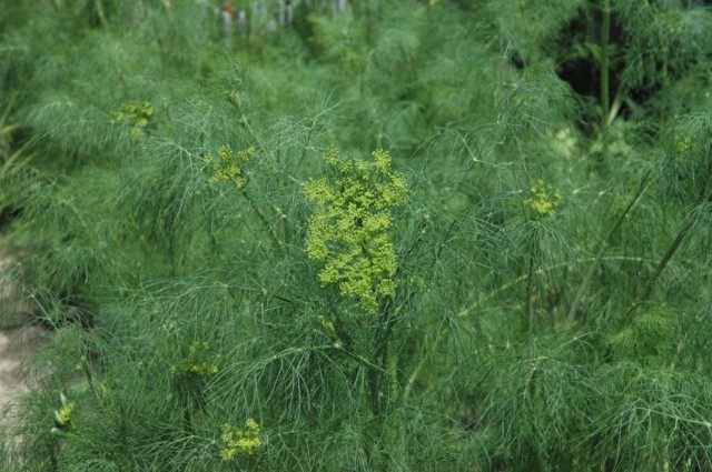 Укроп пахучий, или Укроп огородный (Anethum graveolens) — единственный вид семейства укропных