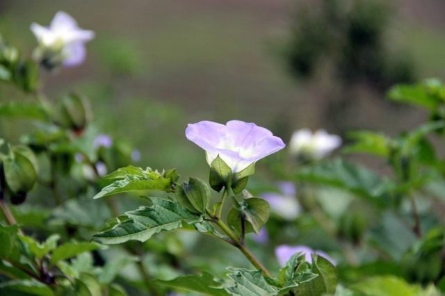 Никандра физалисовидная (Nicandra physalodes) Никандра физалисовидная (Nicandra physalodes)