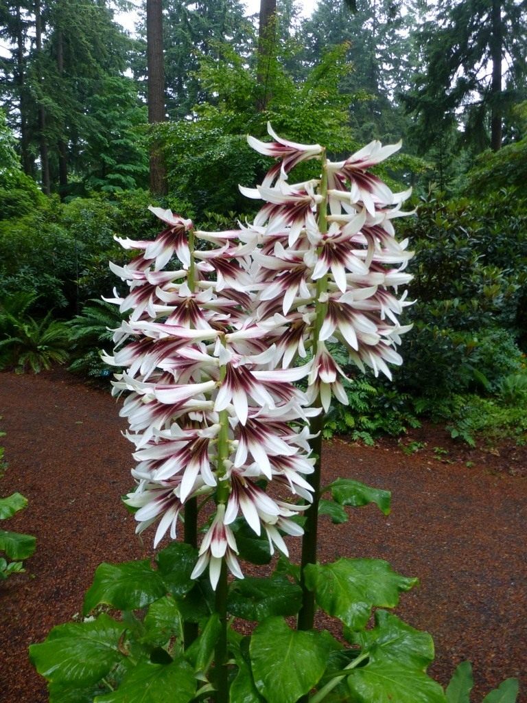 Cardiocrinum-giganteum-01