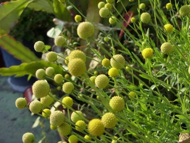 Гелениум ароматный, или Цефалофора ароматная (Helenium aromaticum syn. Cephalophora aromatica) Гелениум ароматный, или Цефалофора ароматная (Helenium aromaticum syn. Cephalophora aromatica)
