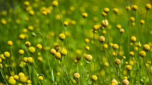 Гелениум ароматный, или Цефалофора ароматная (Helenium aromaticum syn. Cephalophora aromatica)