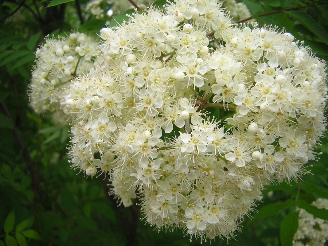 Sorbus-aucuparia