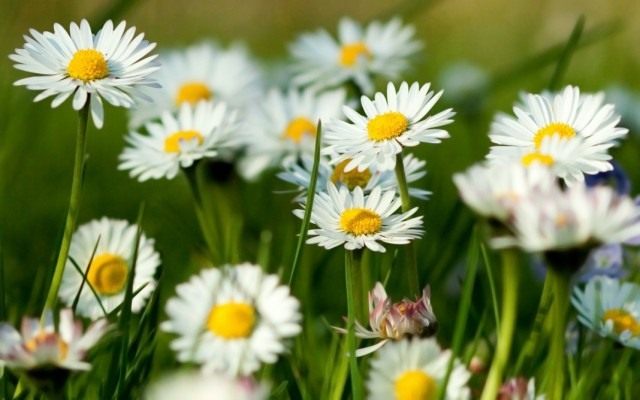 Ромашка аптечная в июне Ромашка аптечная в июне