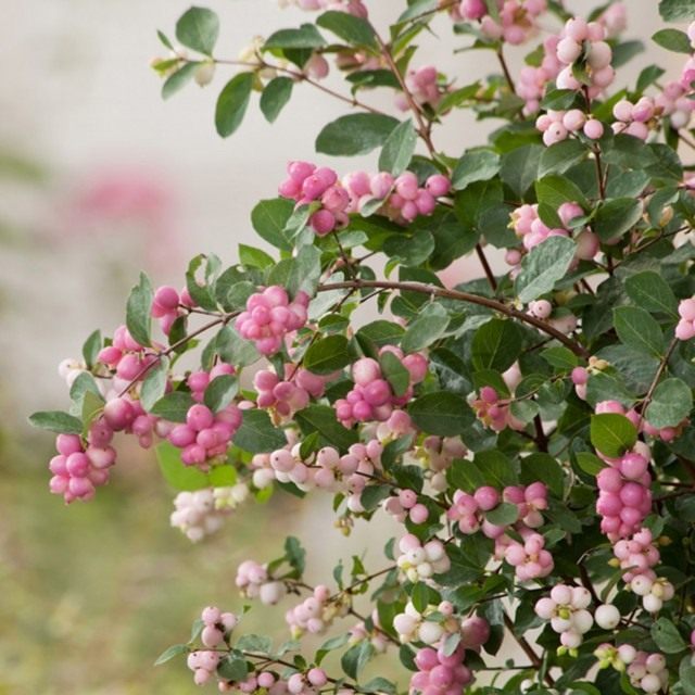 Снежноягодник Доренбоза "Меджикал свит" (Symphoricarpos x doorenbosii 'Magical Sweet') Снежноягодник Доренбоза "Меджикал свит" (Symphoricarpos x doorenbosii 'Magical Sweet')