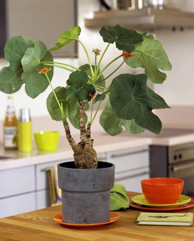 Ятрофа подагрическая (Jatropha podagrica) Ятрофа подагрическая (Jatropha podagrica)