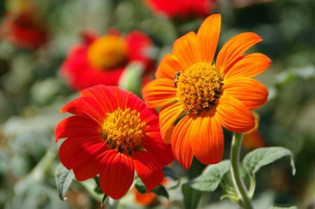 Титония круглолистная (Tithonia rotundifolia) Титония круглолистная (Tithonia rotundifolia)