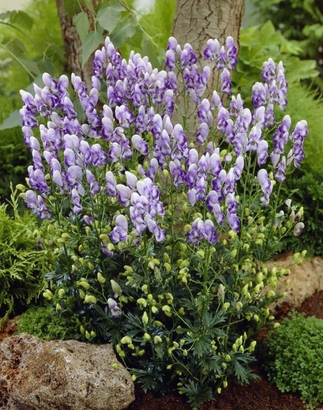 Аконит, или Борец садовый (Aconitum cammarum) Аконит, или Борец садовый (Aconitum cammarum)