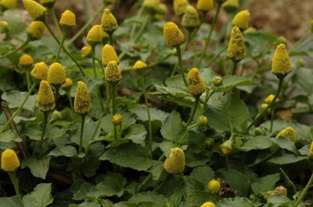 Акмелла огородная (Acmella oleracea), или Спилантес огородный (Spilanthes oleracea).