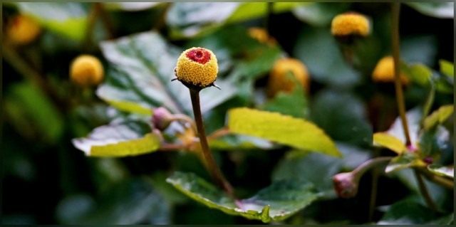 Акмелла огородная (Acmella oleracea), или Спилантес огородный (Spilanthes oleracea)