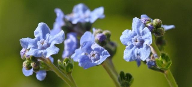 Чернокорень приятный (Cynoglossum amabile) Чернокорень приятный (Cynoglossum amabile)