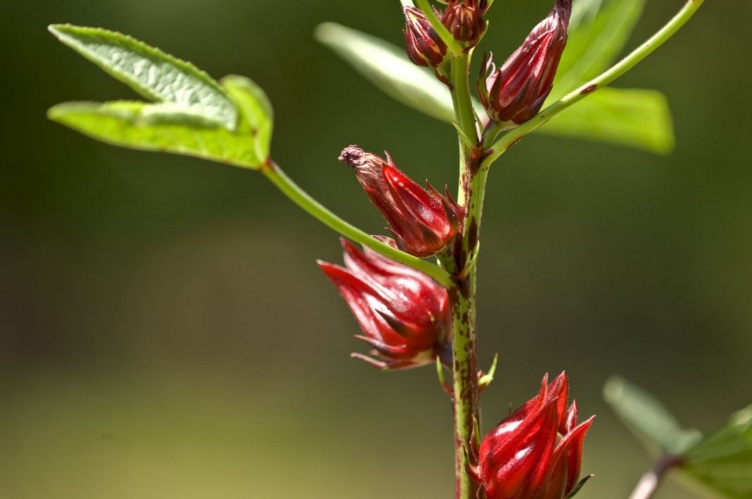 Hibiscus-Sabdariffa