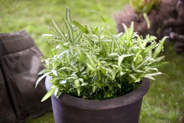 Птерис критский (Pteris cretica) Птерис критский (Pteris cretica)