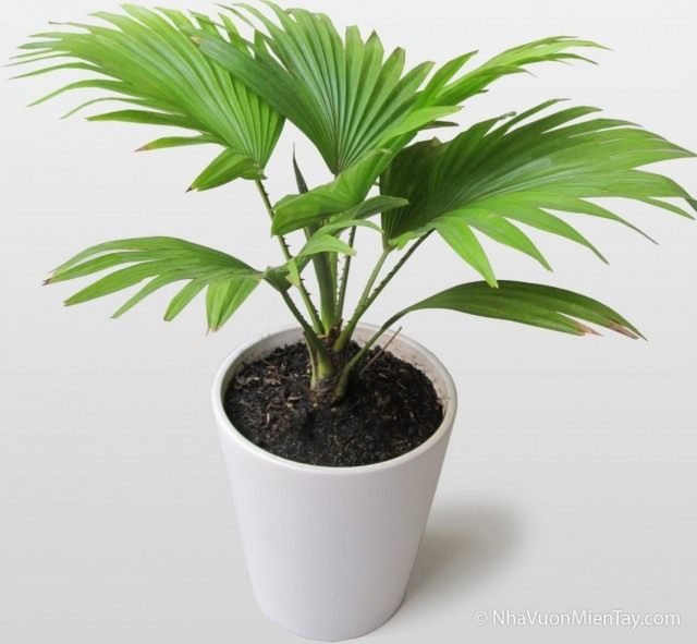 Pапис высокий (Rhapis excelsa) Pапис высокий (Rhapis excelsa)