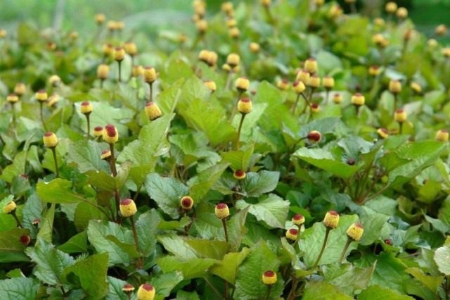 Масляный кресс (Spilanthes acmella)