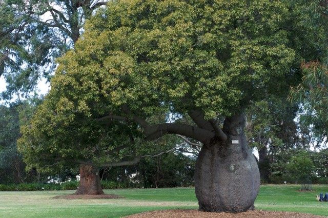 Брахихитон наскальный в Королевском ботаническом саду Сиднея