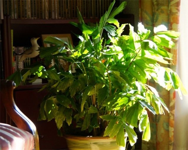 Кариота нежная, или мягкая (Caryota mitis)