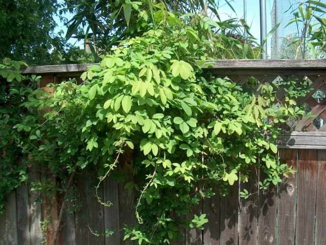 Акебия пятерная (Akebia quinata) Акебия пятерная (Akebia quinata)