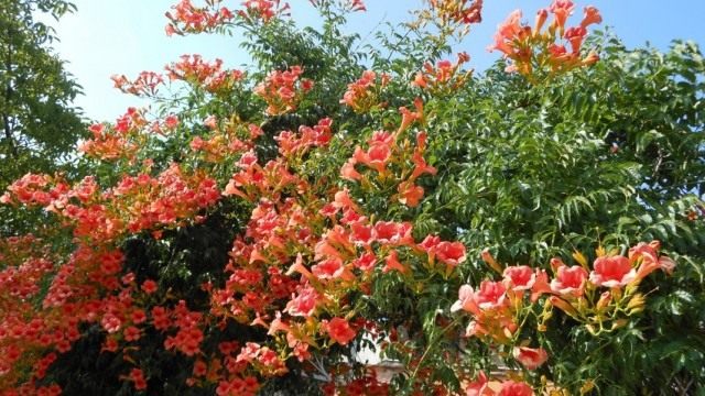 Кампсис укореняющийся, или Текома (Campsis radicans) Кампсис укореняющийся, или Текома (Campsis radicans)