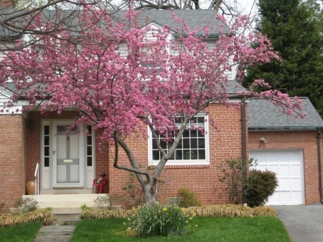 Багрянник канадский, или Церцис канадский (Cercis canadensis) Багрянник канадский, или Церцис канадский (Cercis canadensis)