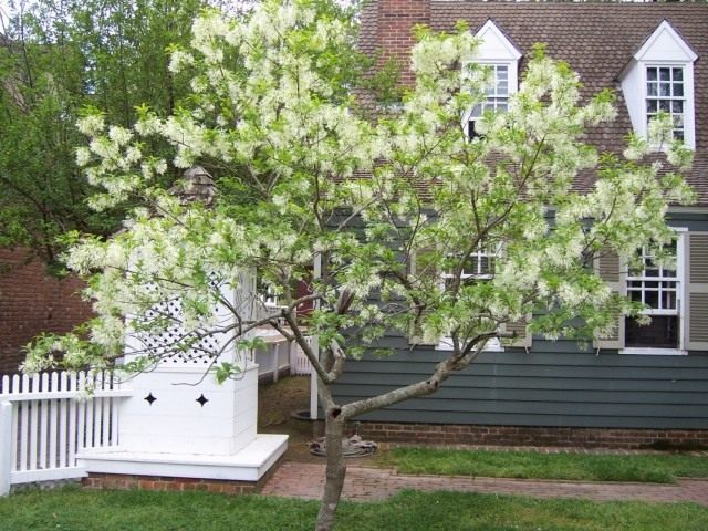 Снежноцвет виргинский, или Хионантус виргинский (Chionanthus virginicus) Снежноцвет виргинский, или Хионантус виргинский (Chionanthus virginicus)