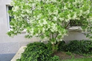 Снежноцвет виргинский, или Хионантус виргинский (Chionanthus virginicus) Снежноцвет виргинский, или Хионантус виргинский (Chionanthus virginicus)