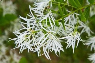 Снежноцвет виргинский, или Хионантус виргинский (Chionanthus virginicus) Снежноцвет виргинский, или Хионантус виргинский (Chionanthus virginicus)