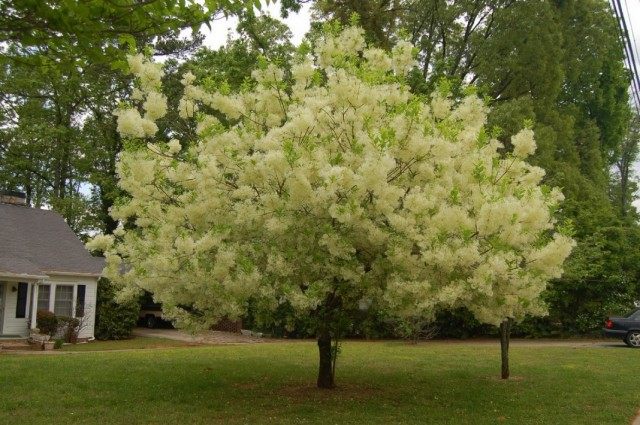 Снежноцвет виргинский, или Хионантус виргинский (Chionanthus virginicus) Снежноцвет виргинский, или Хионантус виргинский (Chionanthus virginicus)