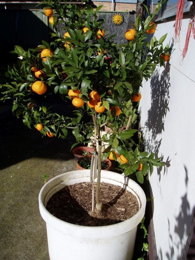 Мандариновое дерево (Citrus reticulata)