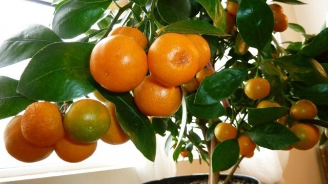 Мандариновое дерево (Citrus reticulata)