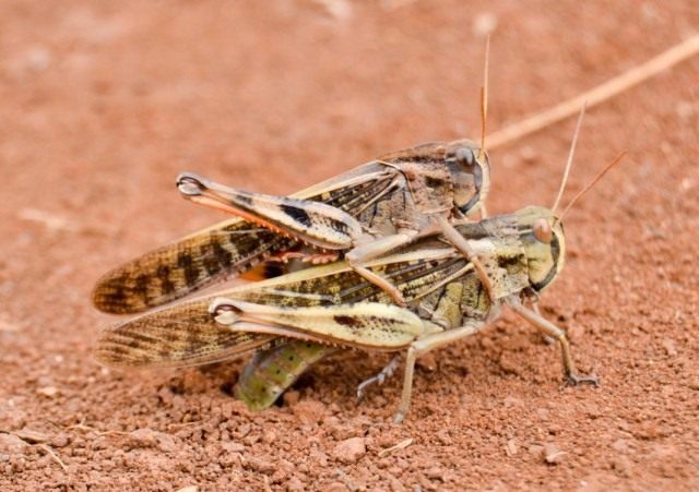 Перелётная саранча, или азиатская саранча (Locusta migratoria) Перелётная саранча, или азиатская саранча (Locusta migratoria)
