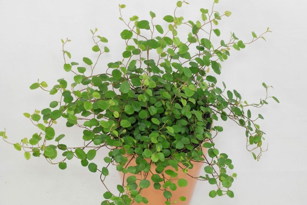Muehlenbeckia уход в домашних условиях Muehlenbeckia уход в домашних условиях